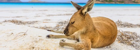 Western Australia Esperance Kangaroo