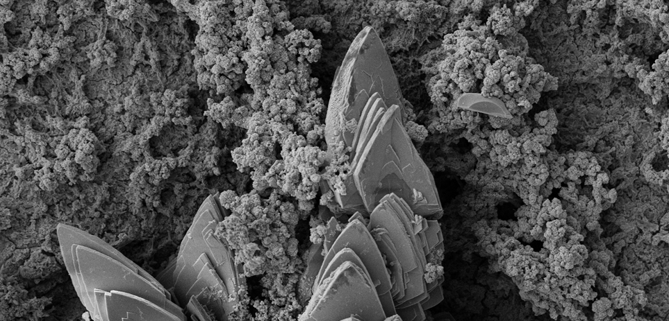 First Place: A trip to Sydney. FESEM image of a carbon steel surface covered by a copious biofilm and corrosion products formed after 30 days of immersion in artificial seawater at 20°C. The microorganisms were recovered from Sydney shipwreck samples delivered at the Curtin Corrosion Centre for MIC investigation.