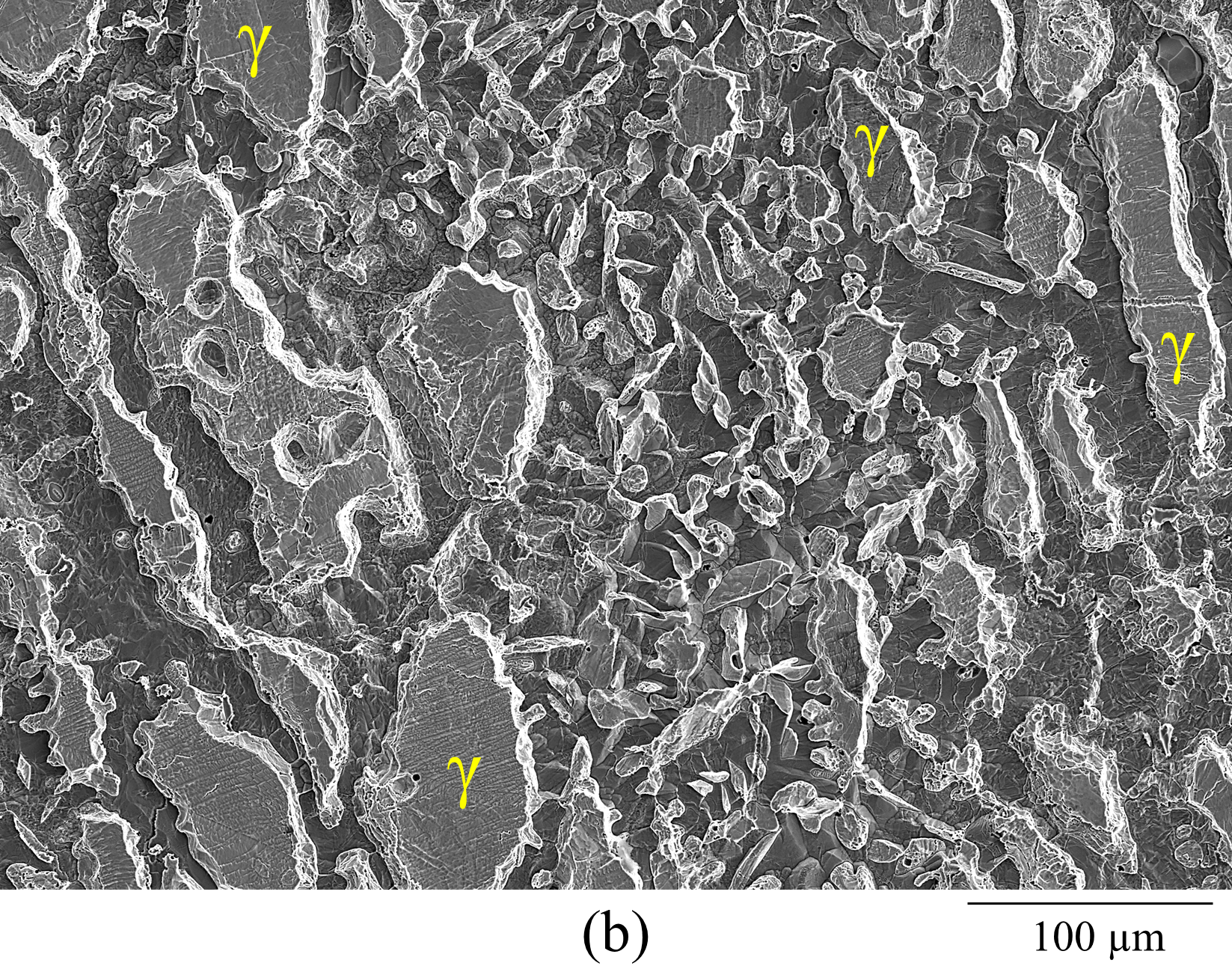 Figure 1b. SEM secondary electron images of (b) UNS S39274 specimens after the anodic potentiodynamic polarization in a 7 M LiCl solution at 60 °C. In the pictures, the austenite phase (γ) is indicated. The other phase is ferrite (α).