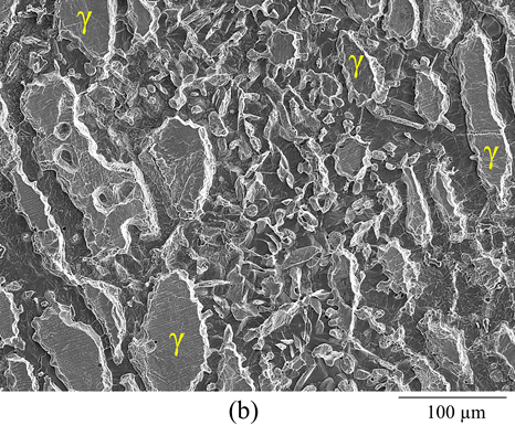 Figure 1b. SEM secondary electron images of (b) UNS S39274 specimens after the anodic potentiodynamic polarization in a 7 M LiCl solution at 60 °C. In the pictures, the austenite phase (γ) is indicated. The other phase is ferrite (α).