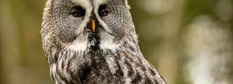 Sooty Owl