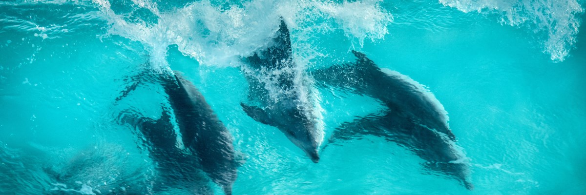 Dolphines In Sugarloaf Rocks Western Australia